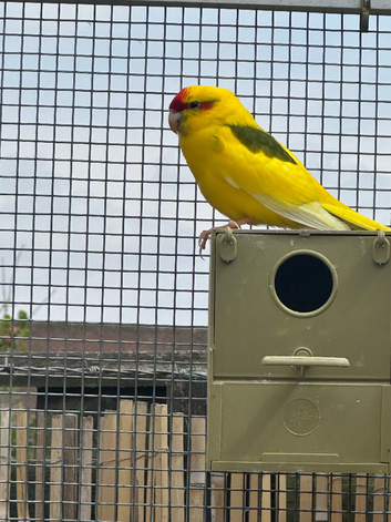 Pair of young kakarikis