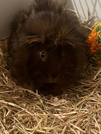 2 Guinea pigs for sale