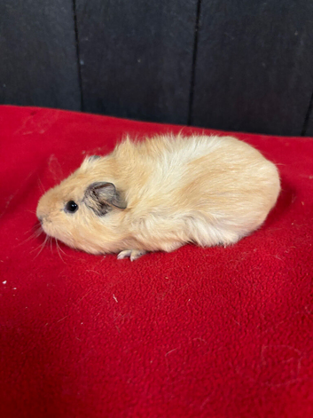 Baby female guinea pigs