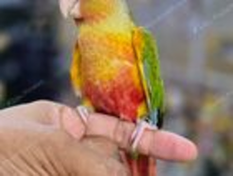 Baby Pineapple conure hand reared available,18