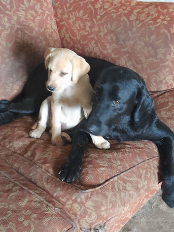 Beautiful black and gold labrador pups looking for their forever homes.pups