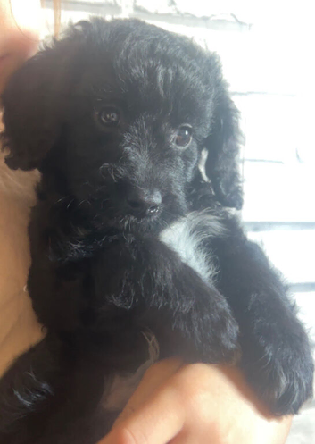 2 male cocker spaniel x Cavapoo puppies.