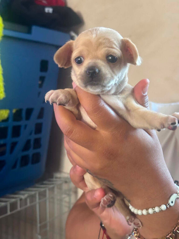 Stunning chihuahua puppies