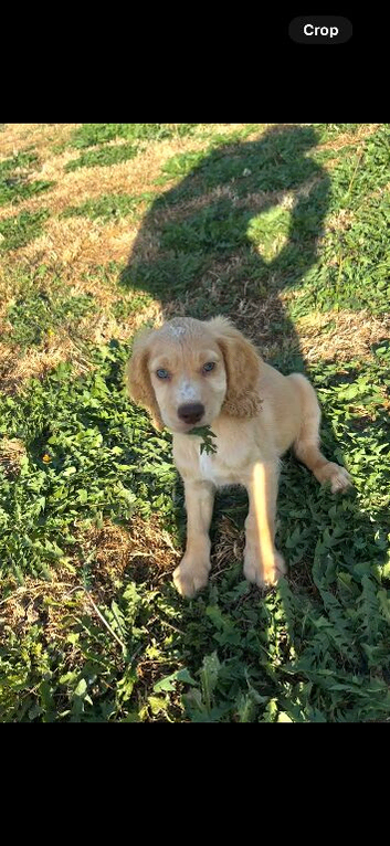 Cocker spaniel puppies