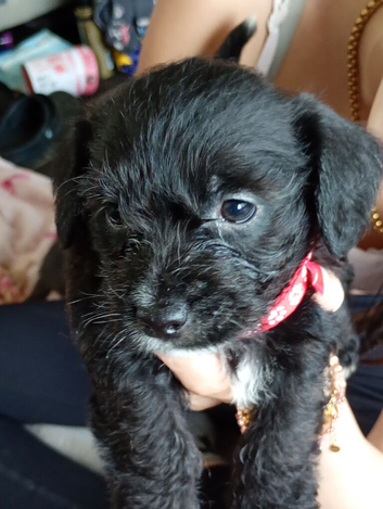 Jackpoo puppy