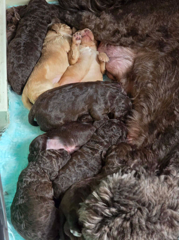 Gorgeous miniature labradoodle puppies