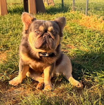 Fluffy French Bulldog Male