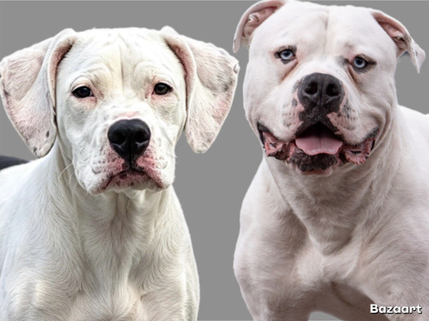 American bulldog puppies due