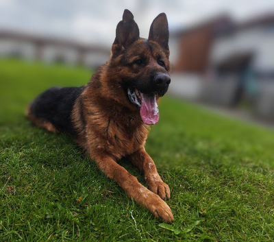 2 year old KC German shepherd dog
