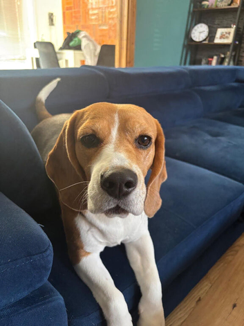 Beagle for rehome /Reserved/