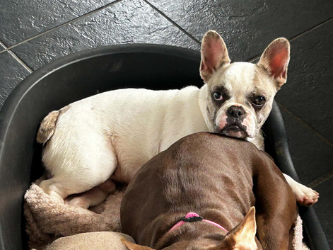 Super sweet 6m old frenchie pup needs a home have a look