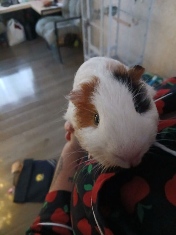 Female guinea pig + cage + food
