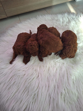 Dark Red Teacup Asian Poodle Girls