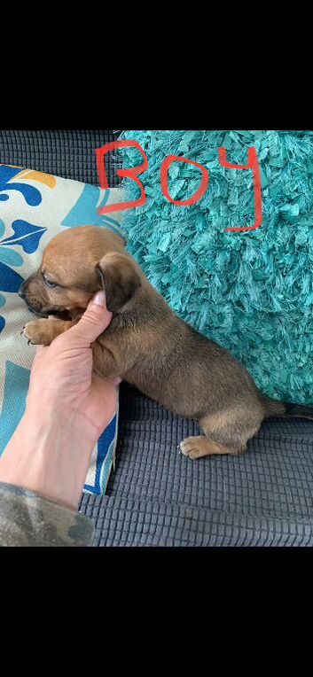 3/4 Jack Russel 1/4 dachshund puppies