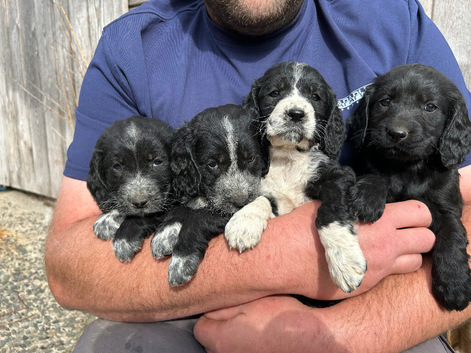 Cocker Spaniel x Irish Water Spaniel