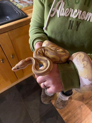 Royal python