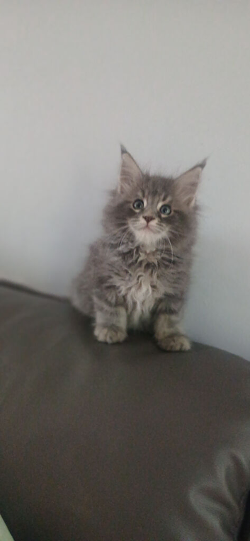Maine coon kitten