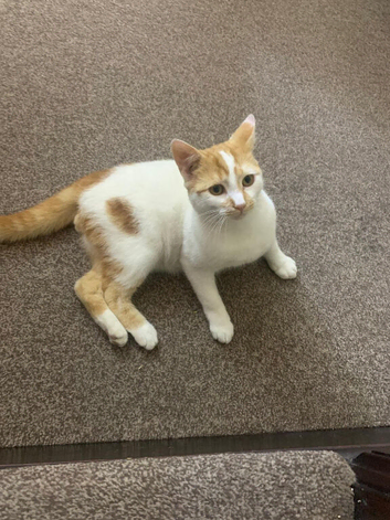 male 3 month old