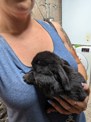 Mini lop kits, does and bucks