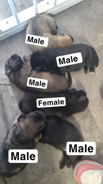 Cocker spaniel x shar pei