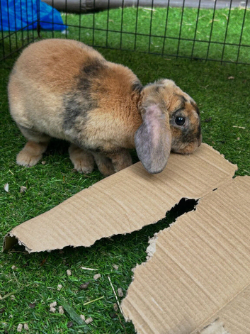 Mini plush lop
