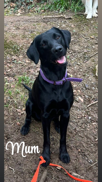 KC registered Black Lab pups
