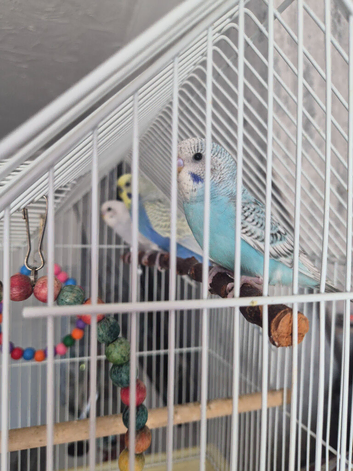 Over 12wks Budgies