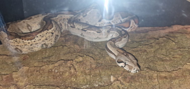 Columbian boa for sale