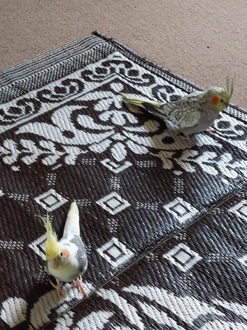 Pair of bonded SUPER TAME Cockatiels