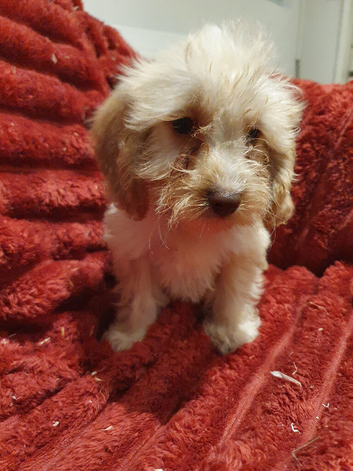 Miniature Labradoodle Litter