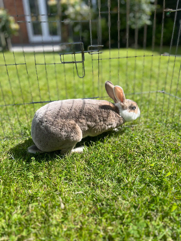 Mini Rex girl