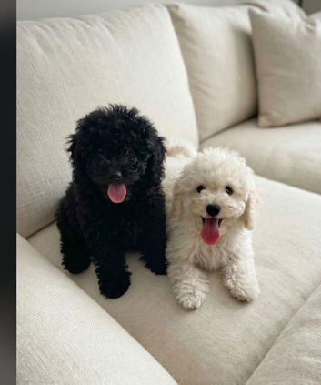 Hungarian puli cross miniature poodle