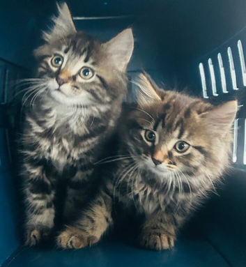Stunning litter of Main coon kittens ready now