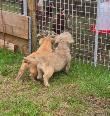 Two Glen of amaal Terriers pups