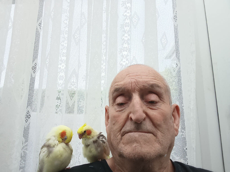 Hand.Reared.COCKATIELS