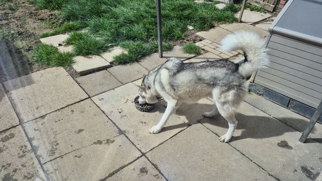 Max up for stud.