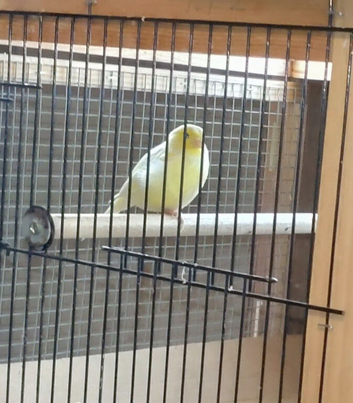 MALE CANARIES