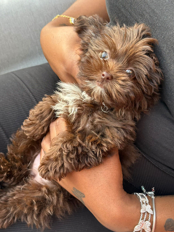 Brownie