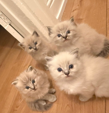 4 gorgeous ragdoll kittens