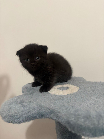 Ragdoll Cross x BSH/Scottish Fold Kitten
