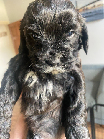 Puppies for sale