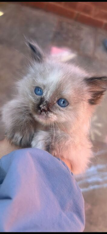 Female 14week olD ragdoll kitten