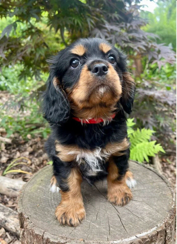 Quality Cavalier King Charles puppy