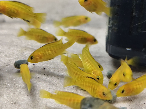 Malawi cichlid electric yellow labs Mbuna updated ad