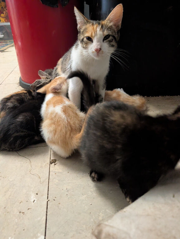 Mixed breed farm kittens for sale