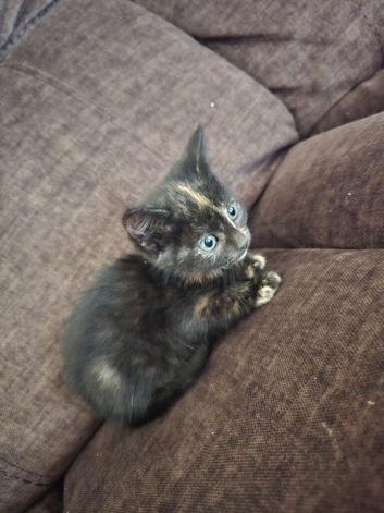 2 beautiful kittens looking for forever homes
