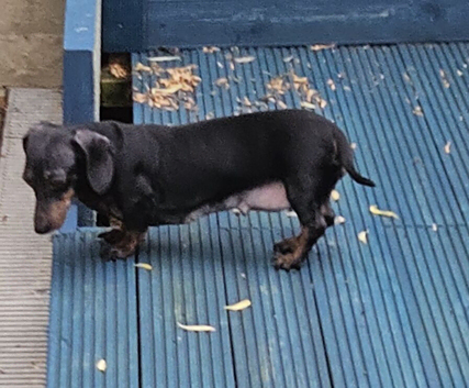 Miniature dachshund bitch