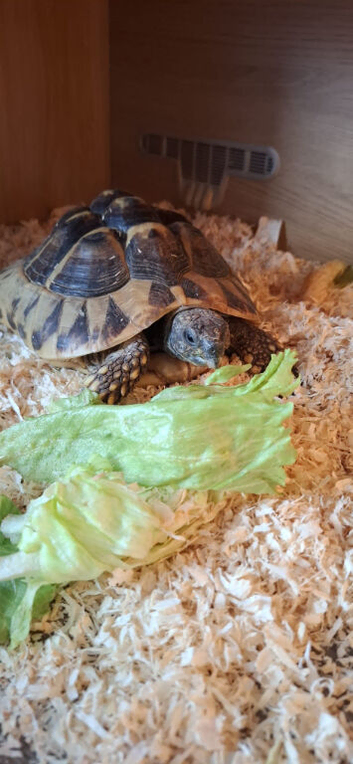 Girl Herman tortoise 10year old.