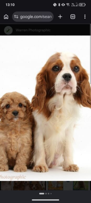 Cavapoo pups