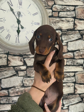 One chocolate boy 9 weeks old